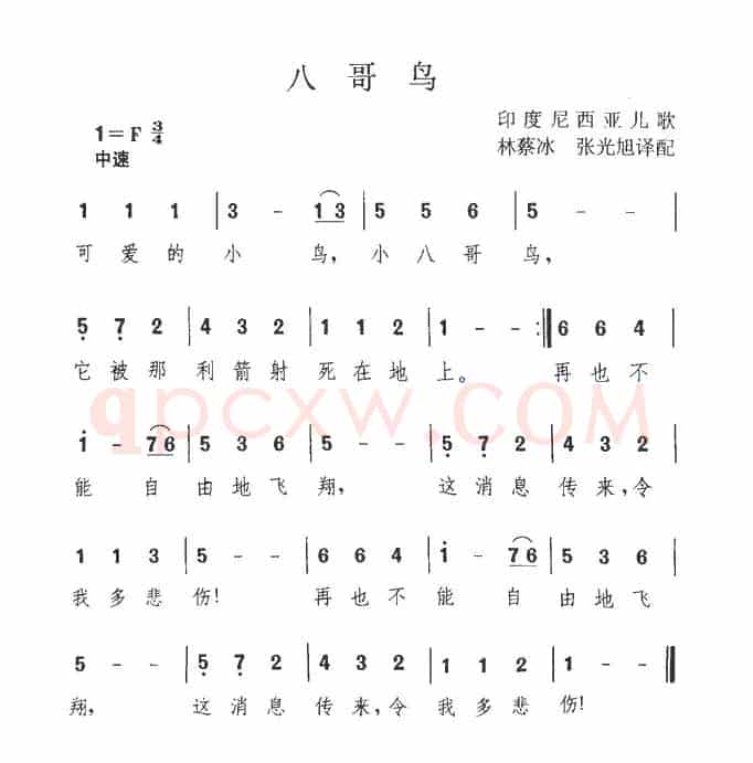 八哥鸟（印尼）