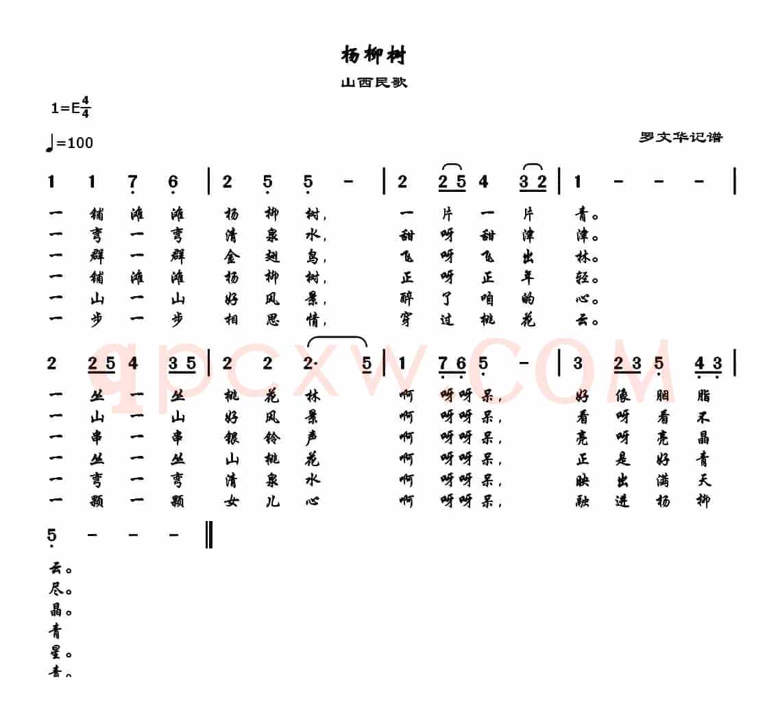 杨柳树