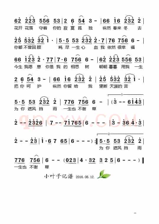 相思树
