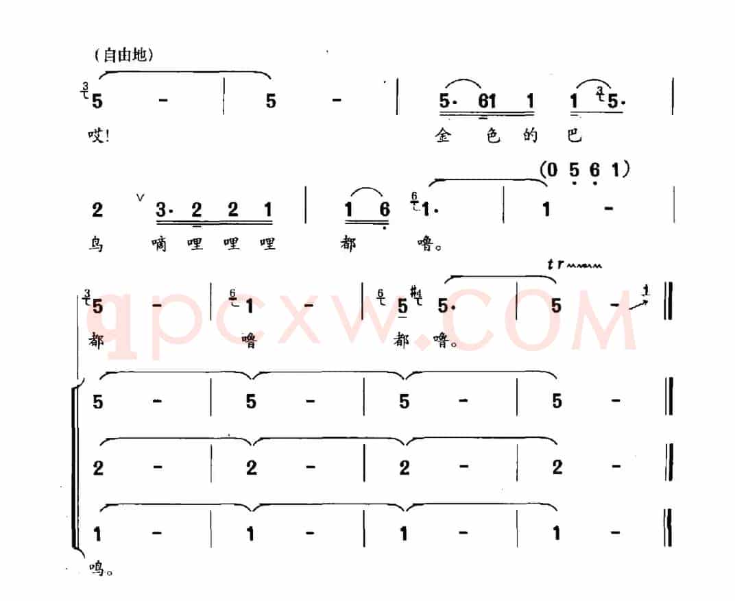 金巴鸟