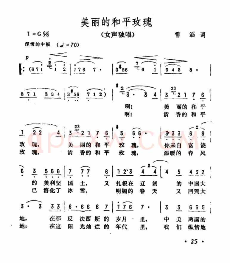 美丽的和平玫瑰