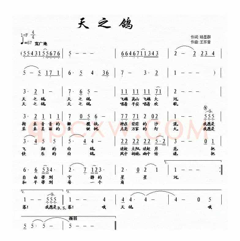 天之鸽