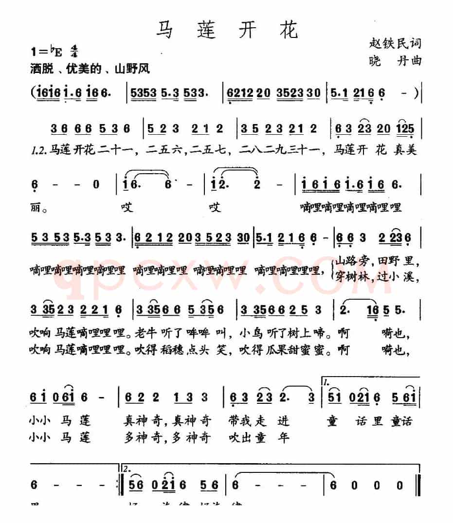 马莲花开