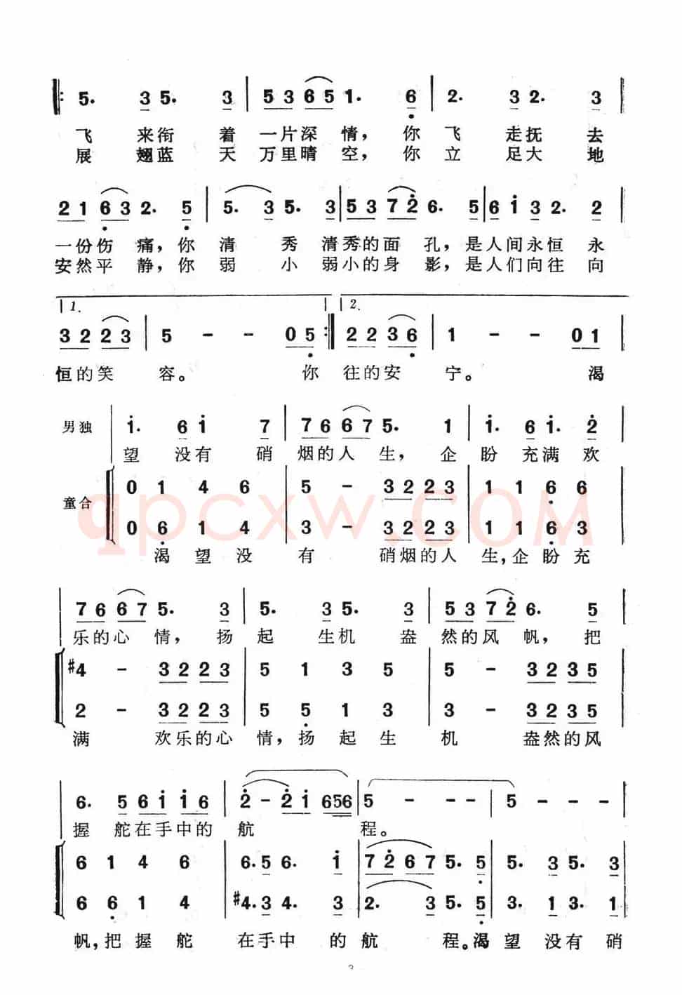 鸽子情
