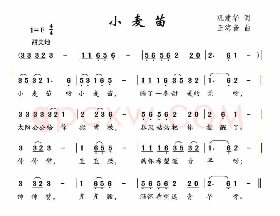 小麦苗