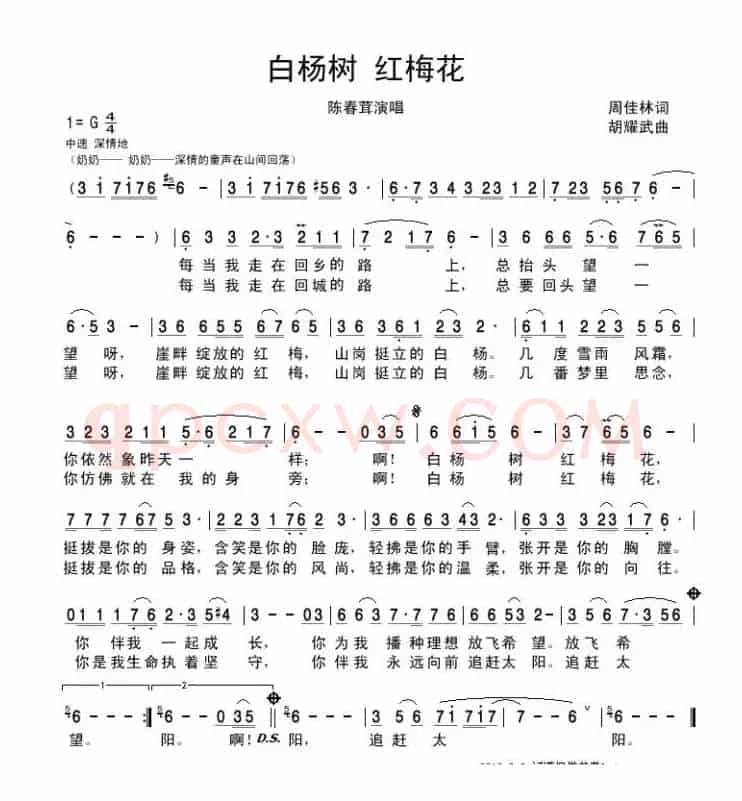 白杨树 红梅花