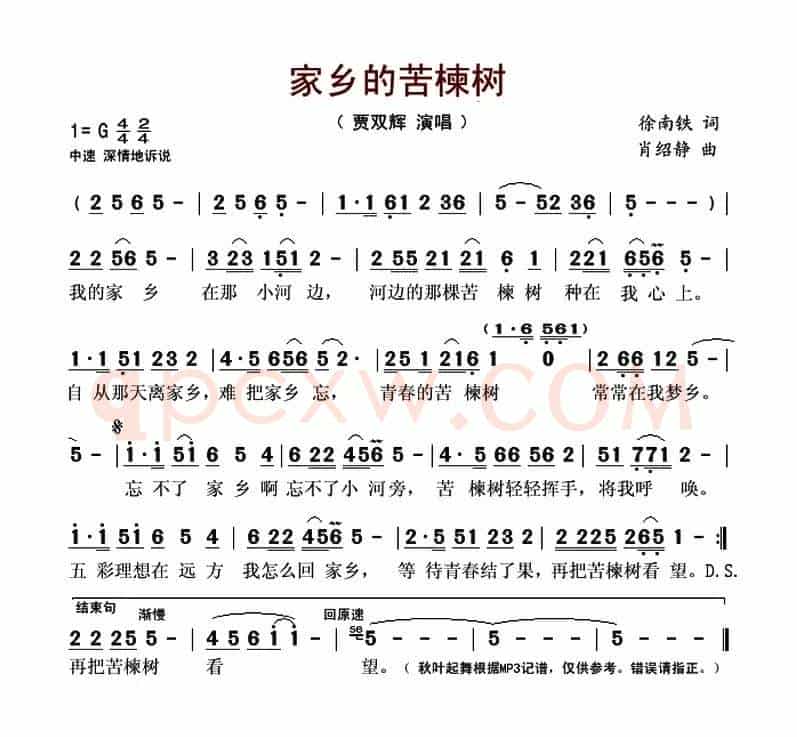 家乡的苦楝树