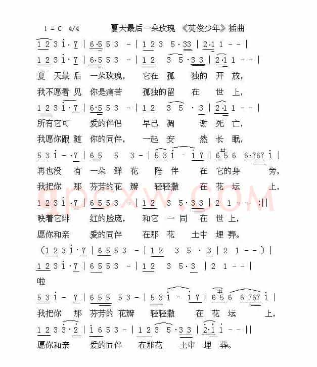 夏天最后一朵玫瑰
