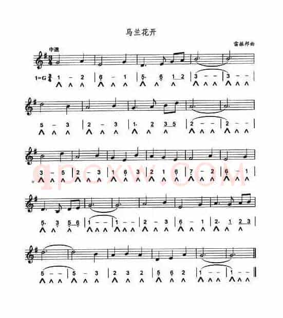 马兰花开
