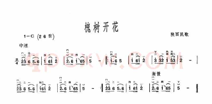 槐树开花