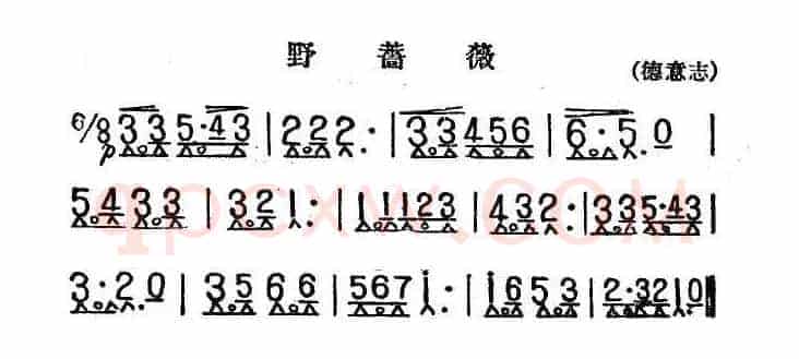 野蔷薇