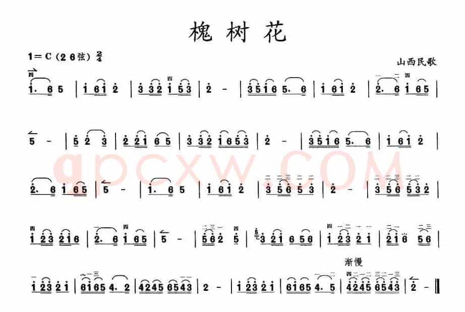槐树花