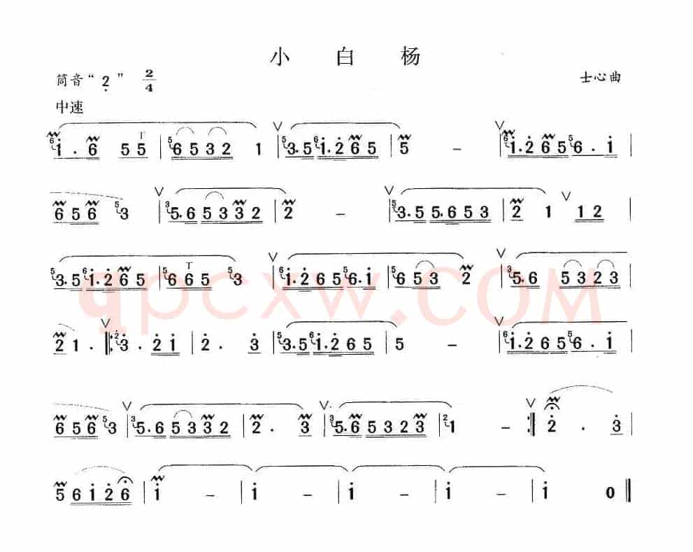 小白杨